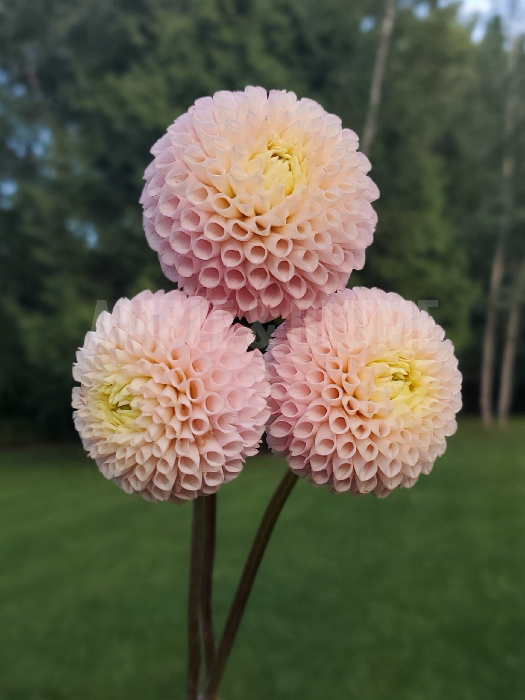 Dahlia Irish D Porter (Limit 1) Amble & Blume