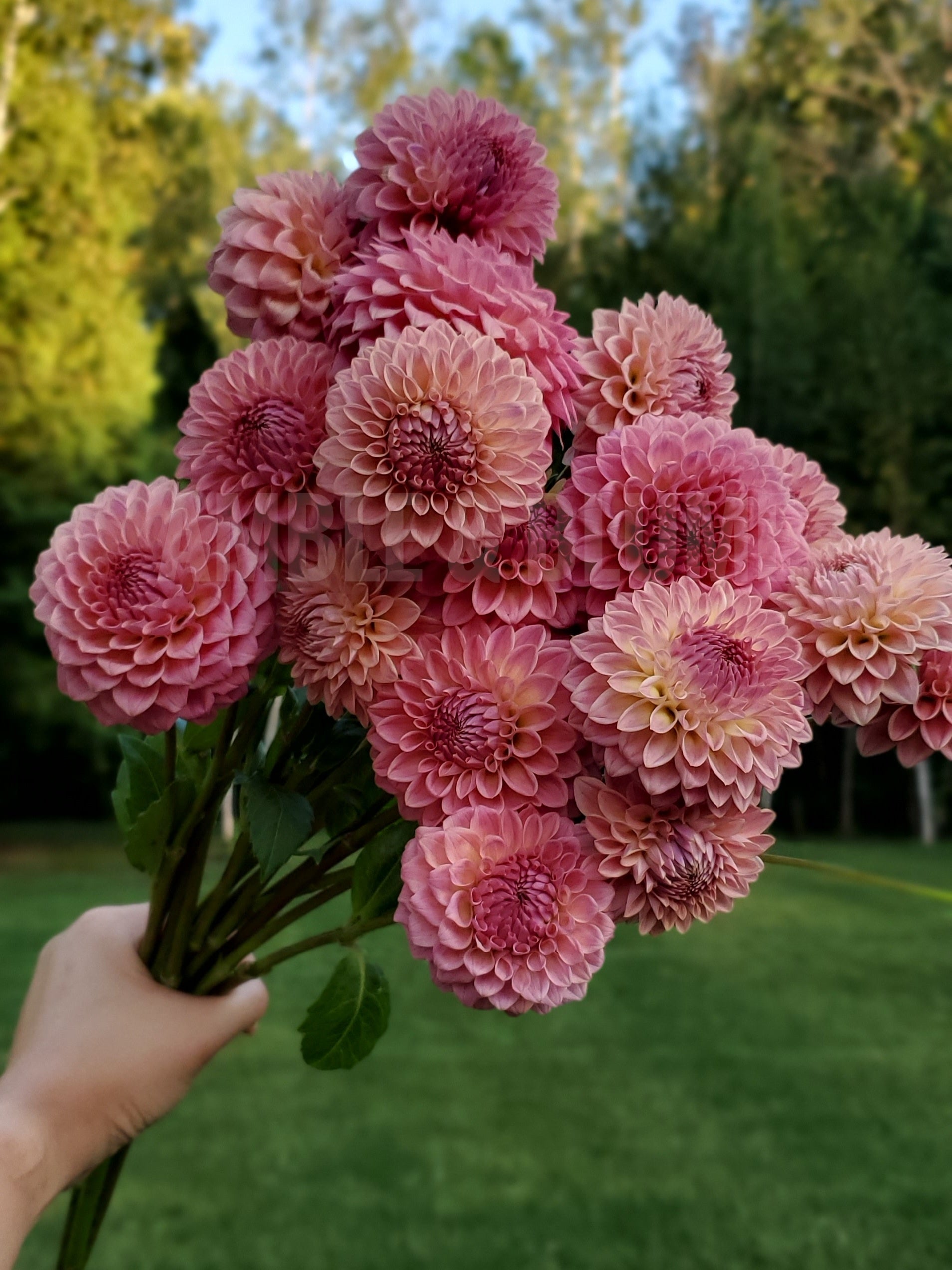 Dahlia Ryecroft Pride ️ Amble & Blume