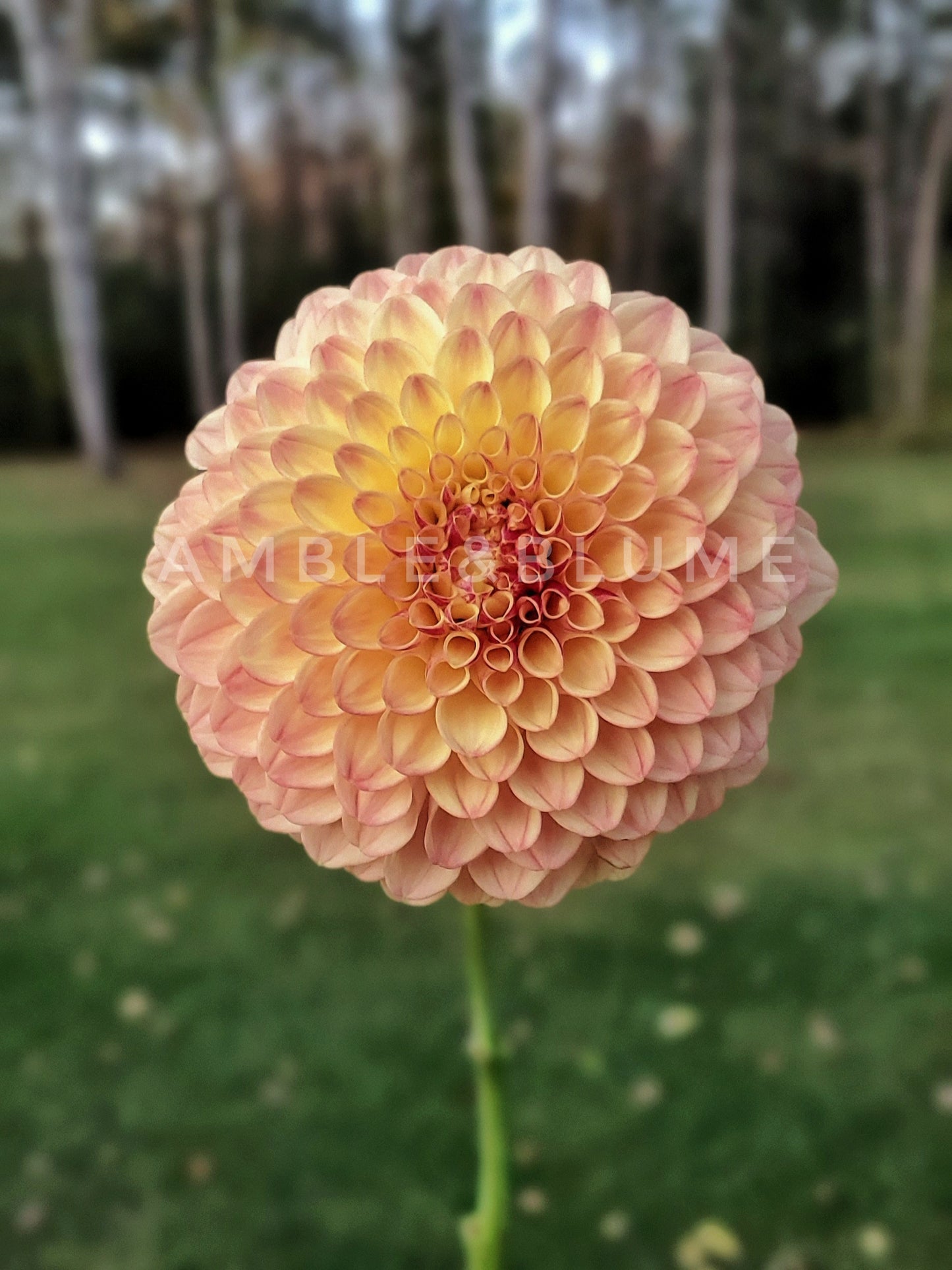 Dahlia Barbarry Jester