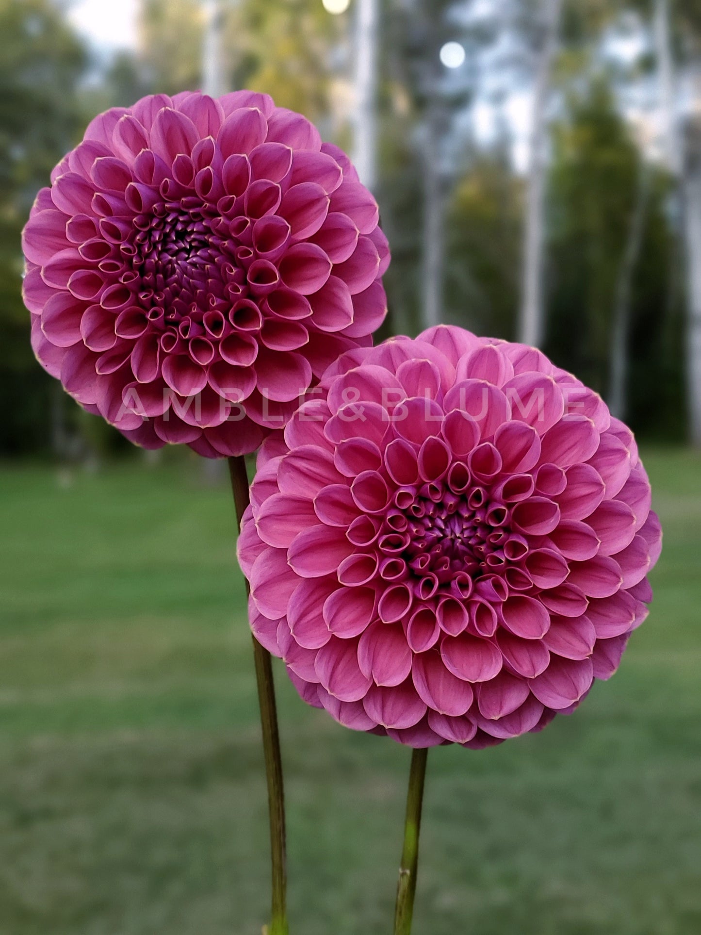 Dahlia GC Pink Lemonade