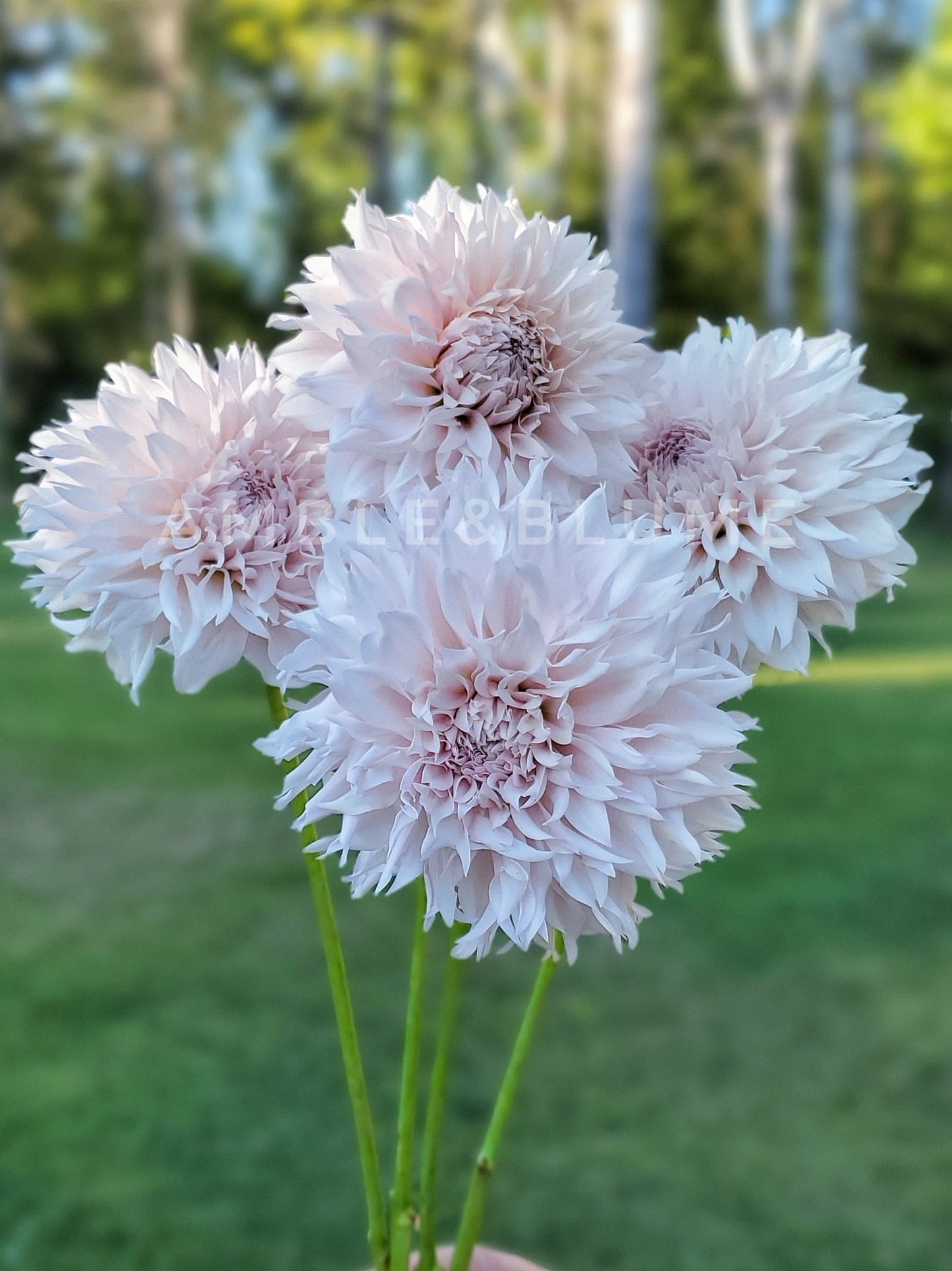 Dahlia Lee’s Starchild