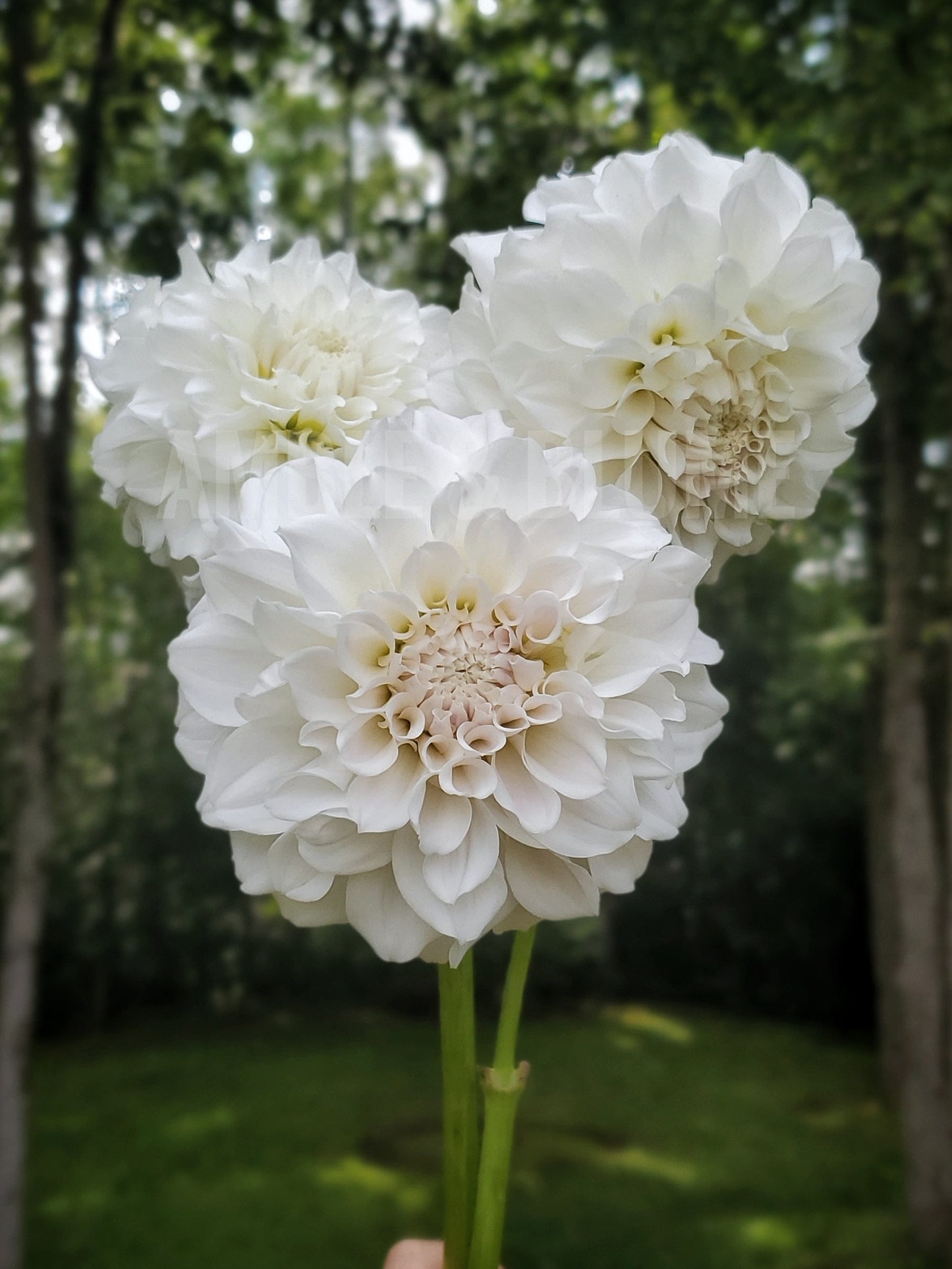 Dahlia Irish Ruffles