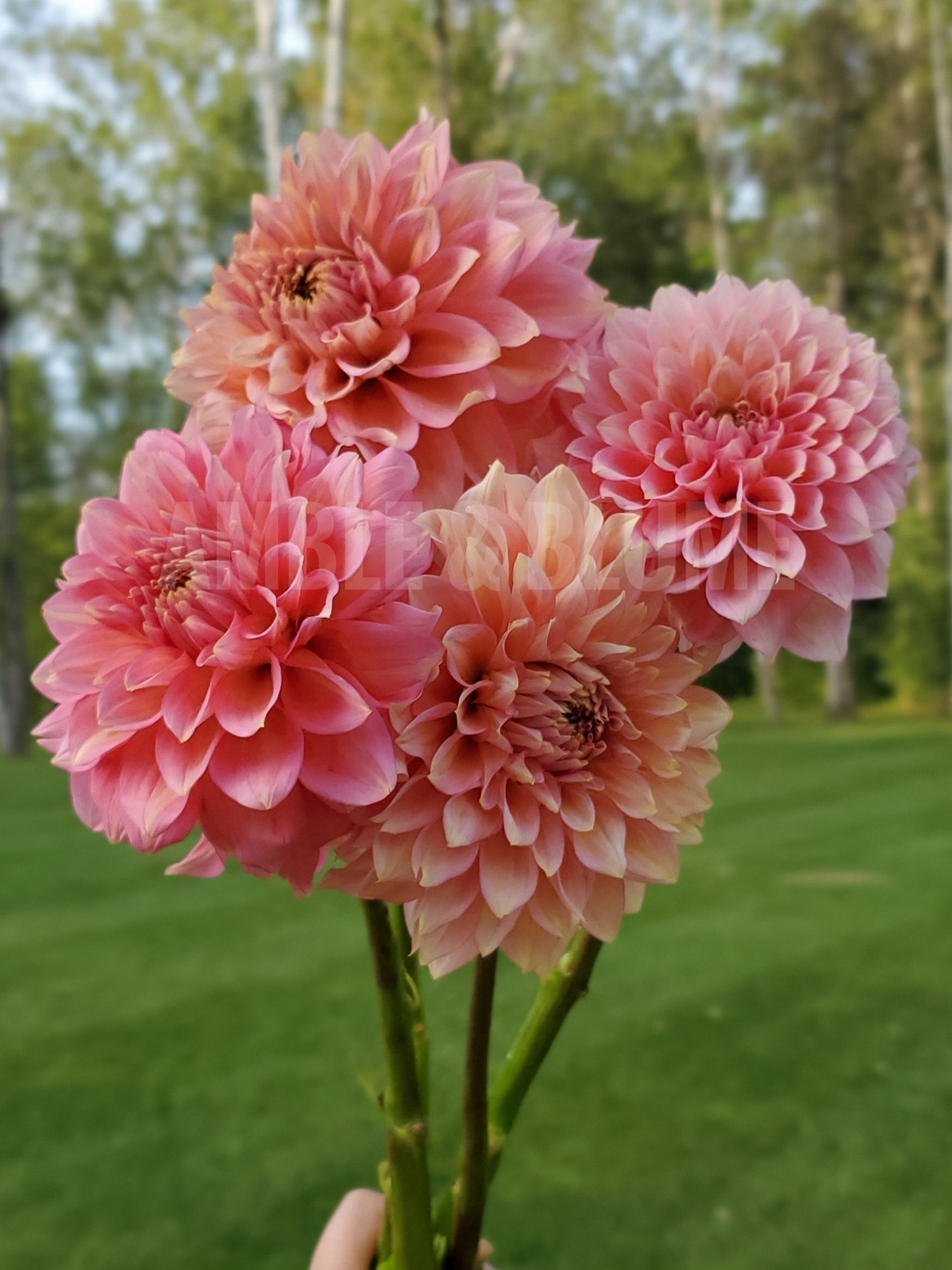 Dahlia Kenora Lisa