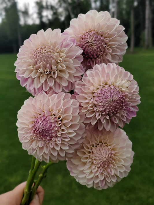 Dahlia Tahoma Kelli