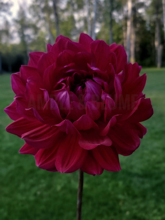 Dahlia Hollyhill Pandora