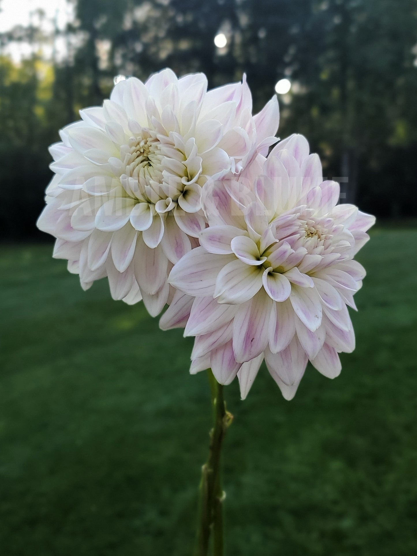 Dahlia Quiet Splendor