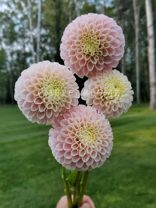 Dahlia Hollyhill Pollyanna