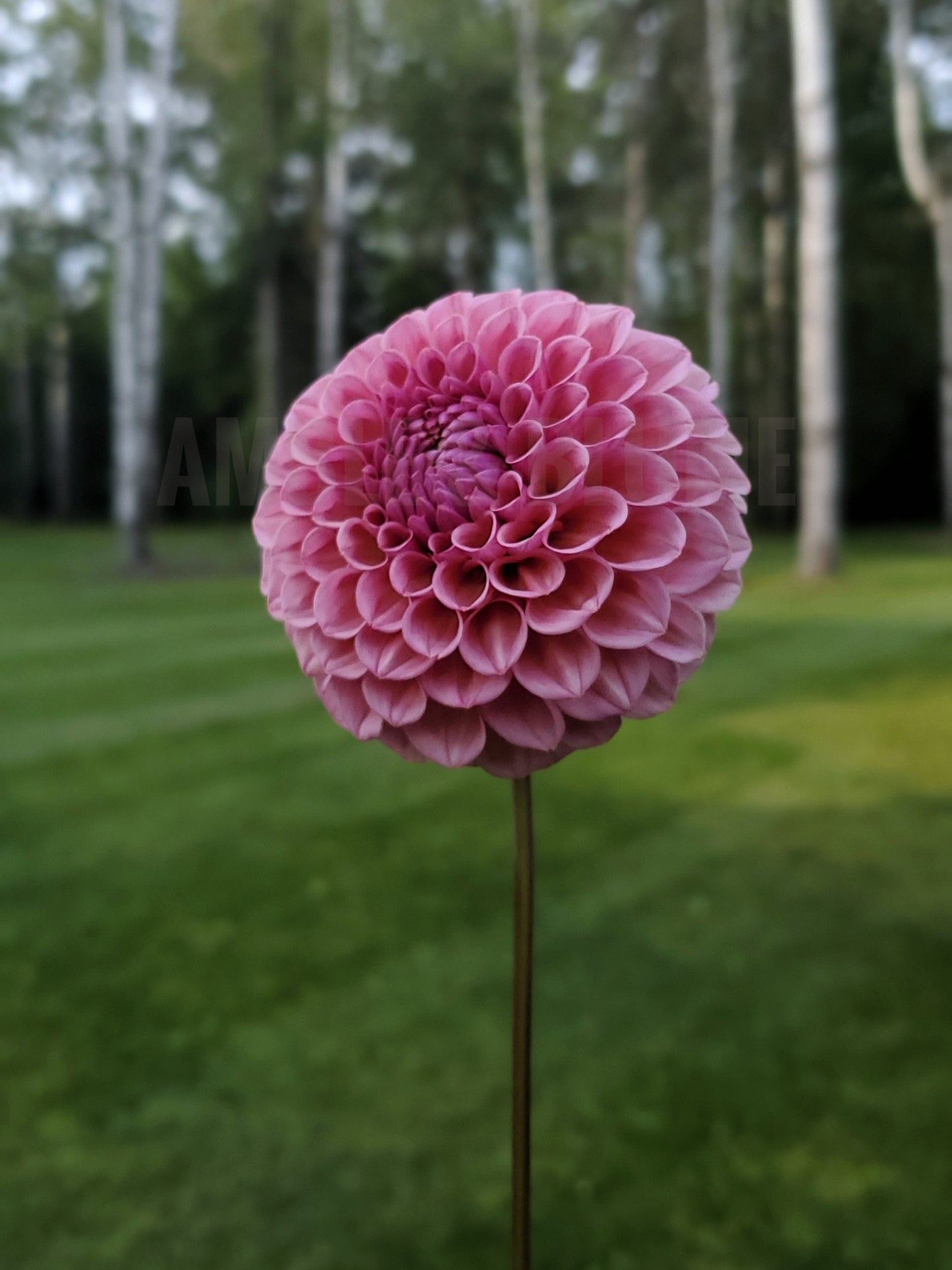 Dahlia Bracken Rose