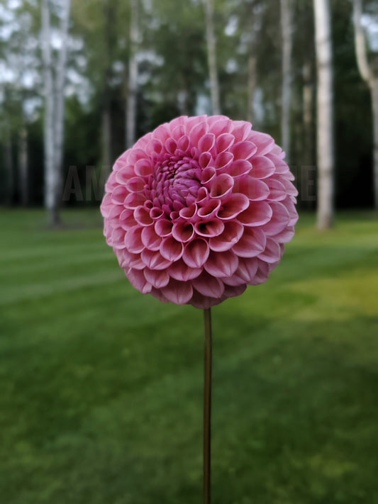 Dahlia Bracken Rose