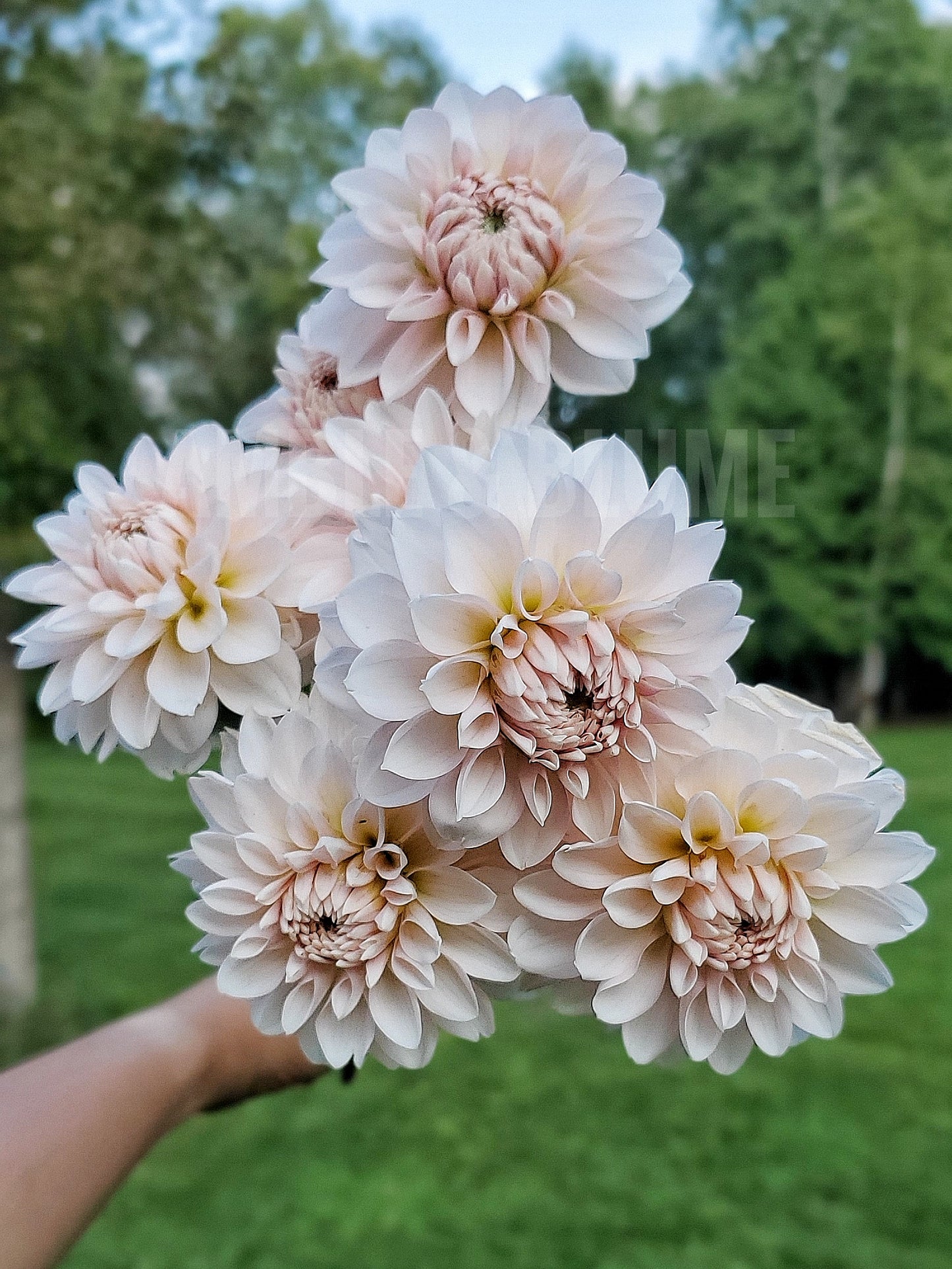 Dahlia Budapest Blush