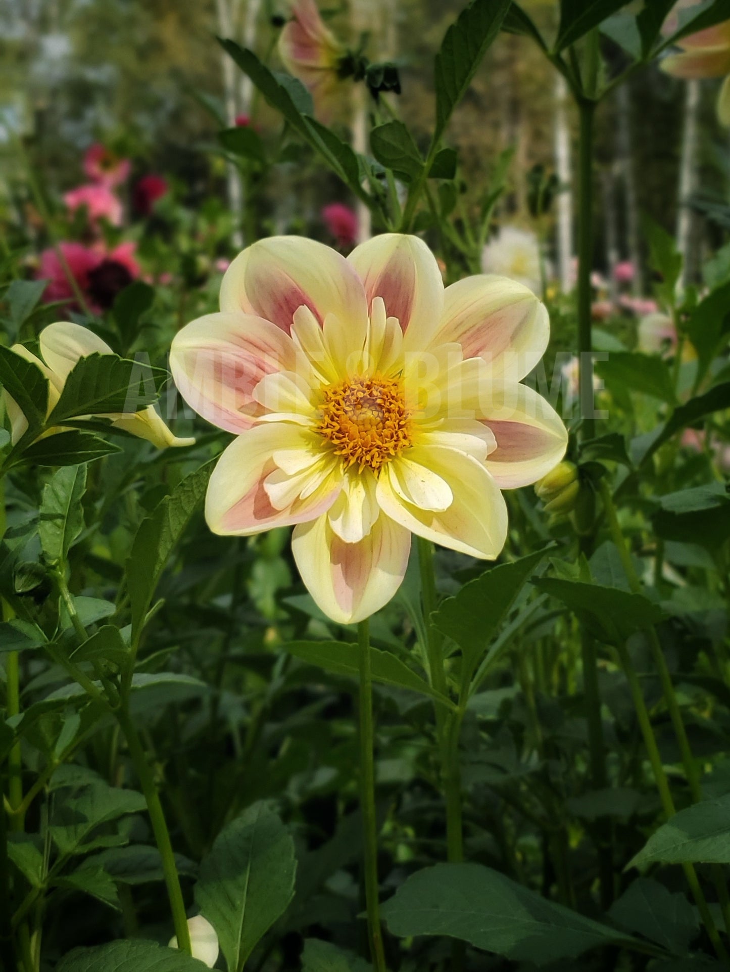 Dahlia April Heather