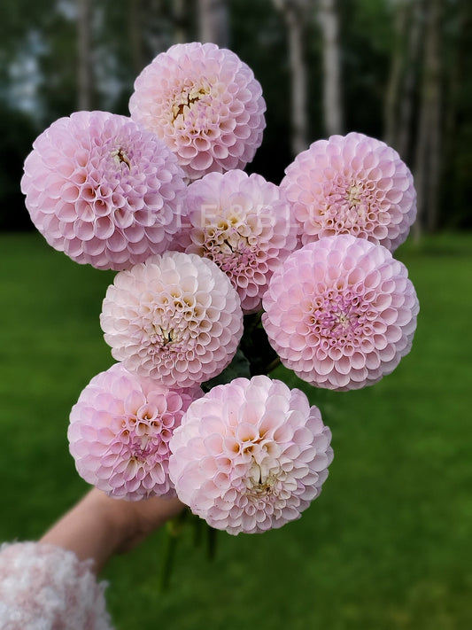 Dahlia Skeena Posh