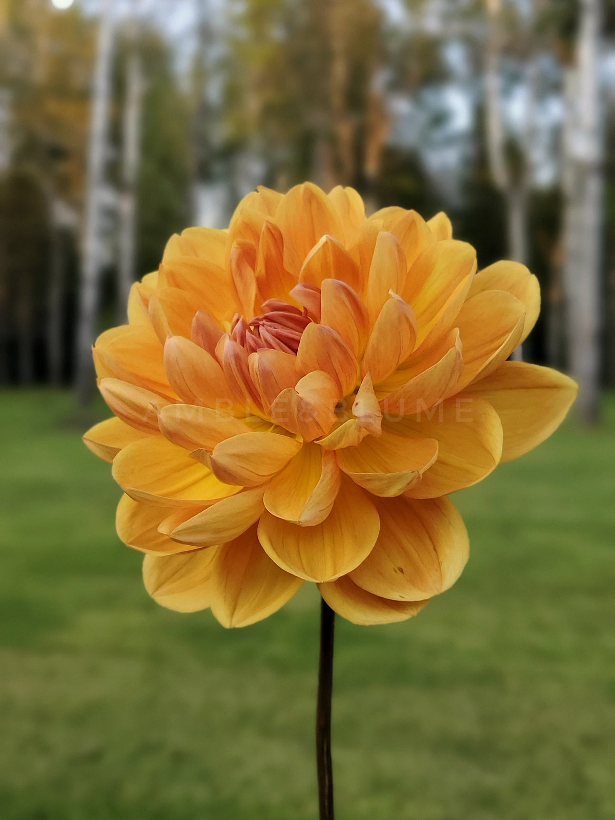 Dahlia Hollyhill Honeygold