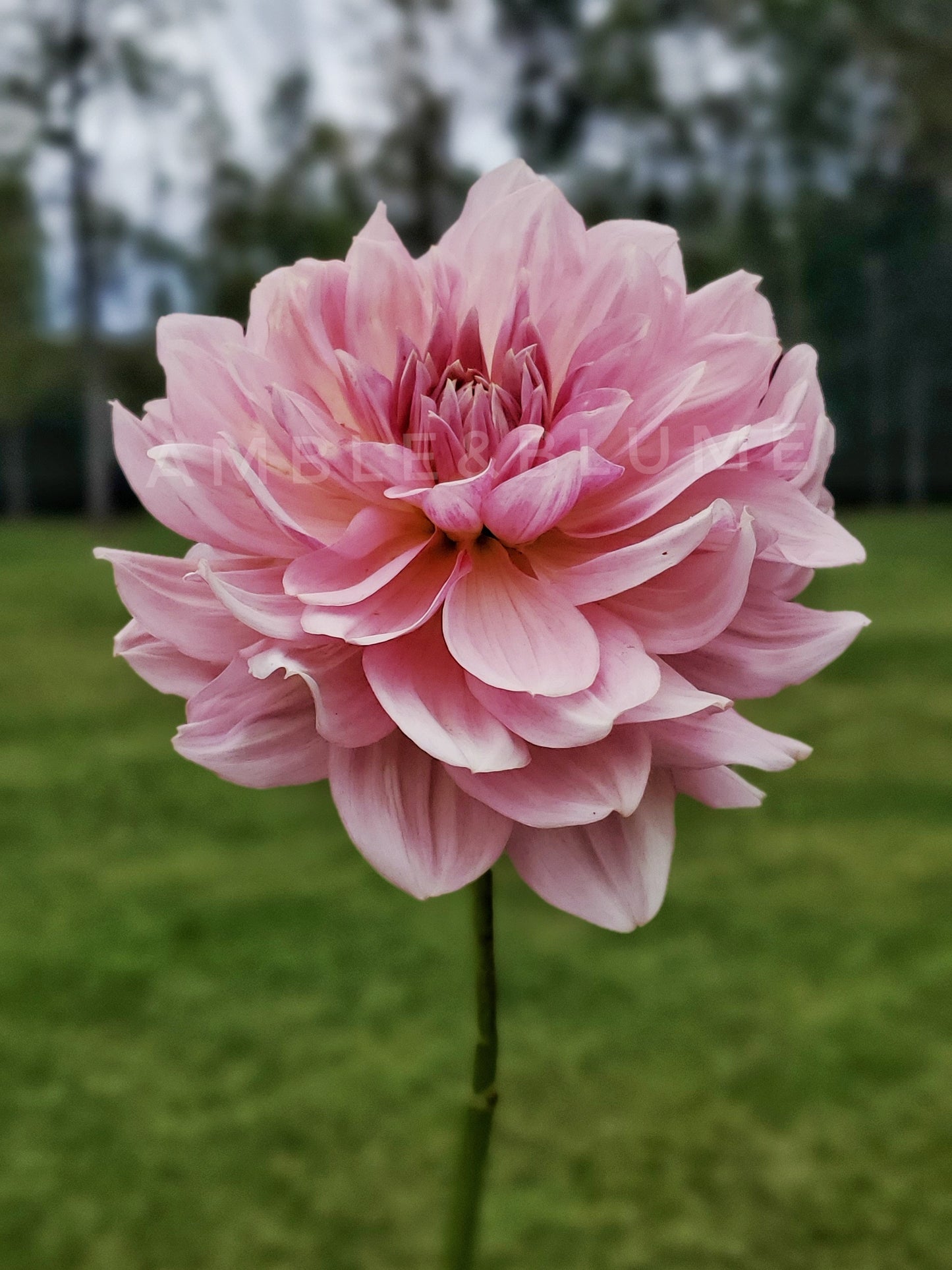 Dahlia Fairway Pilot