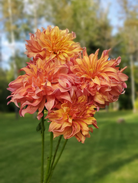 Dahlia Bloomquist Pumpkin