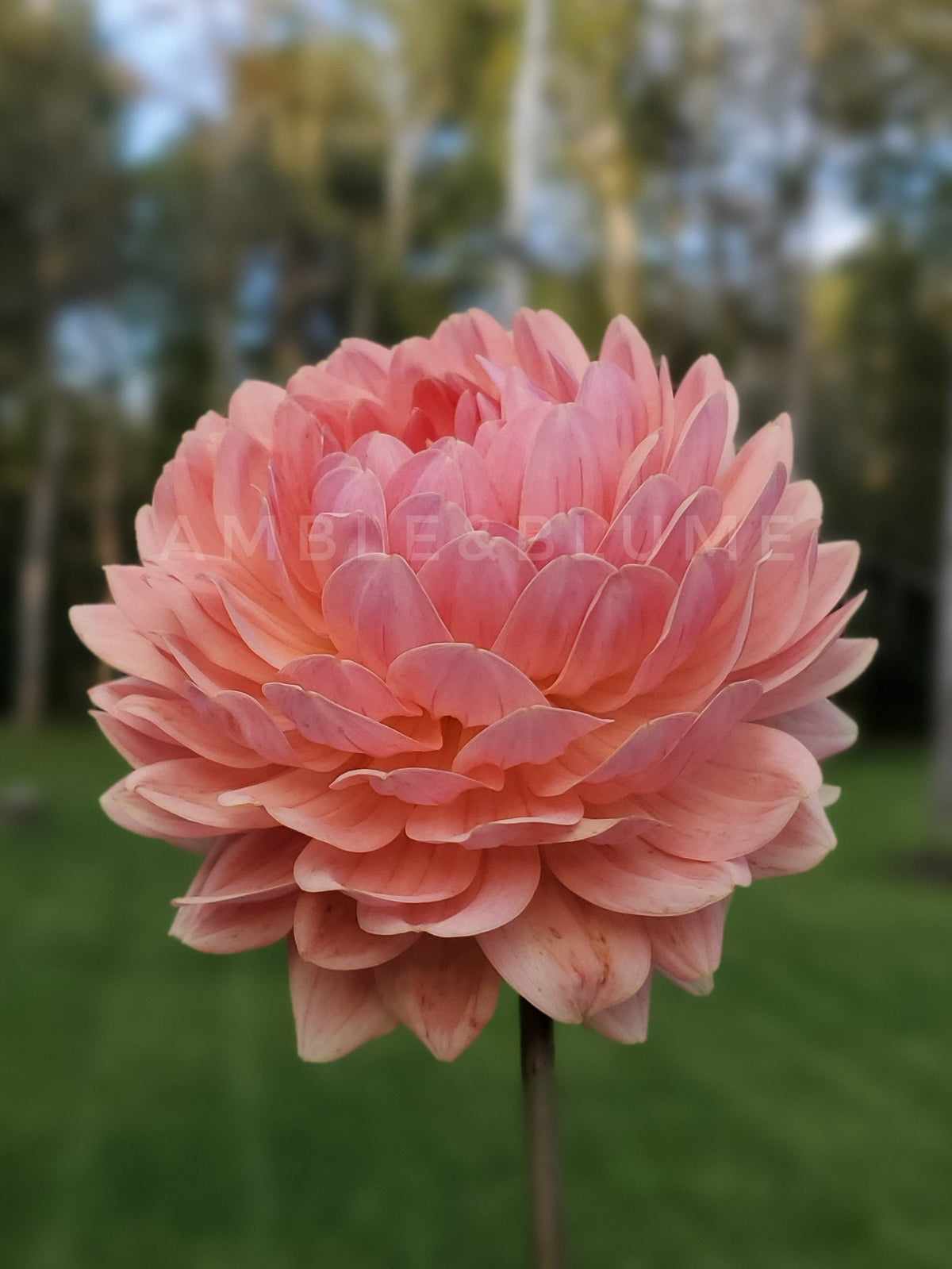Dahlia Fawn