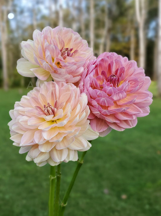 Dahlia Hapet Old Charm