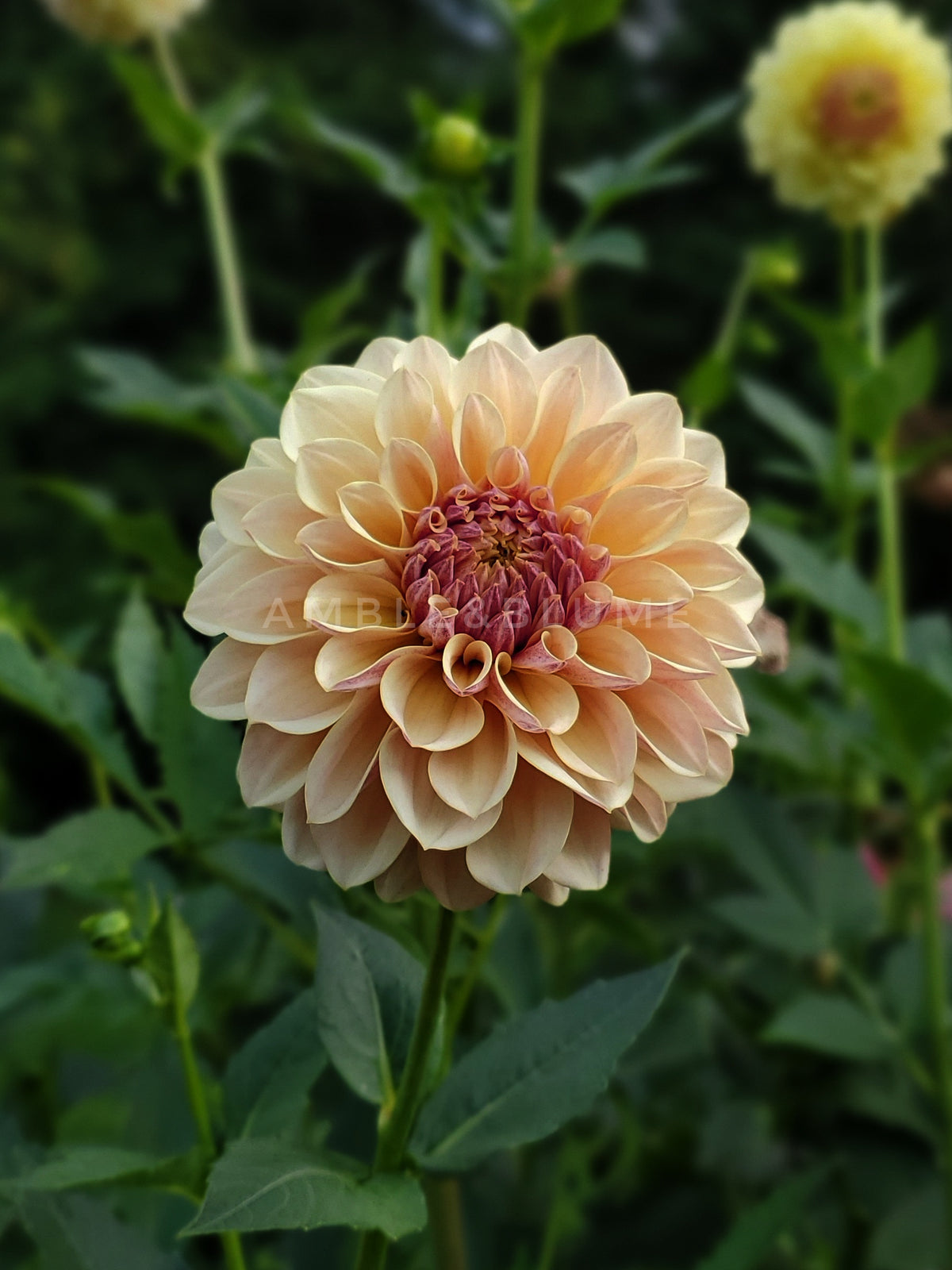 Dahlia LTF Lemon Blush