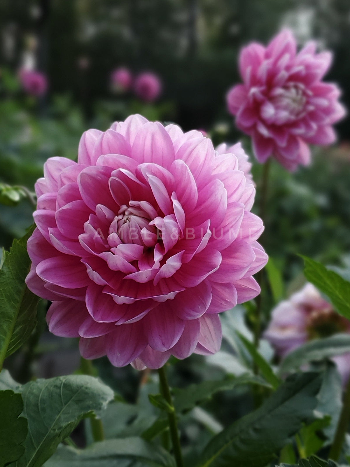 Dahlia Hollyhill Pink Parfait