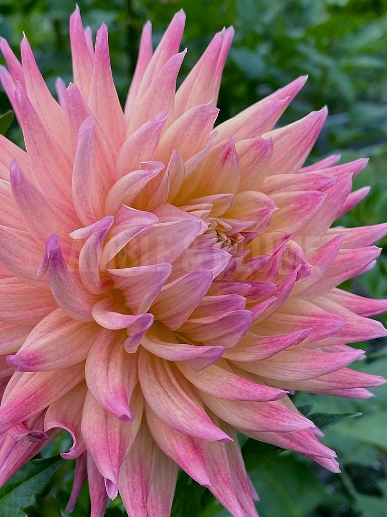 Dahlia Coseytown Star