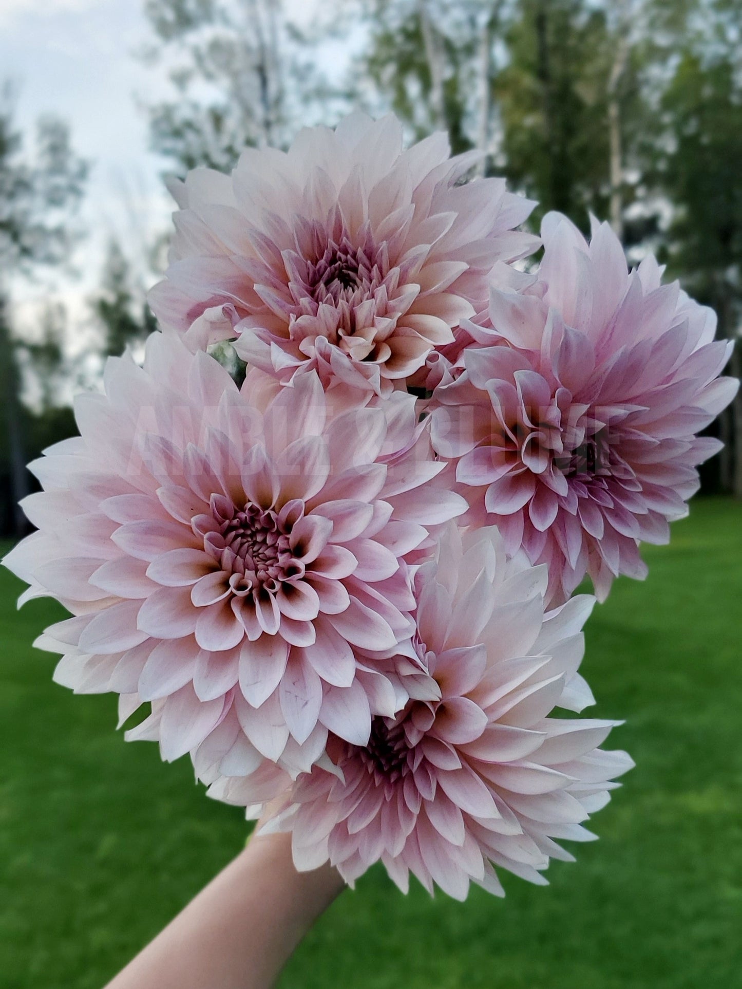 Dahlia Cafe Au Lait Mini