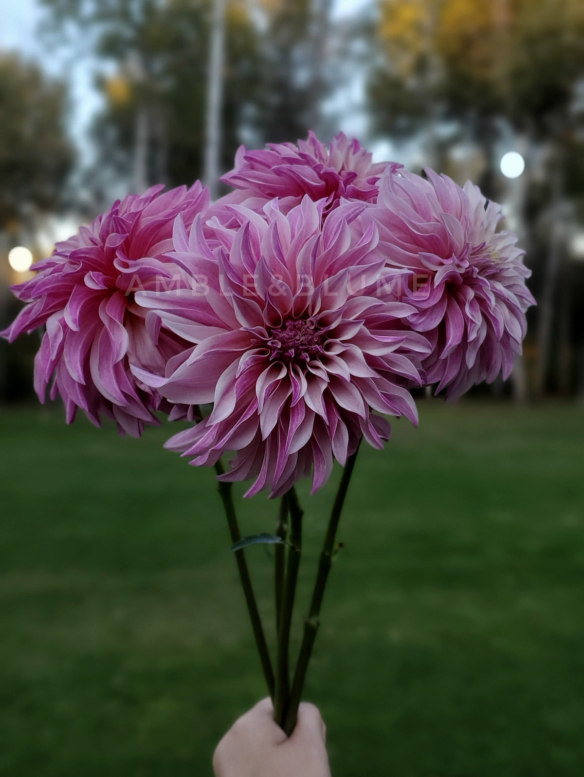 Dahlia Hapet Magically