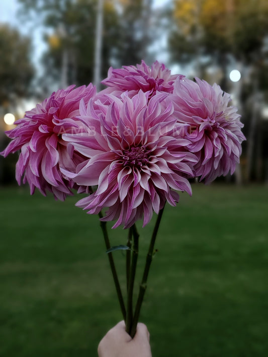 Dahlia Hapet Magically