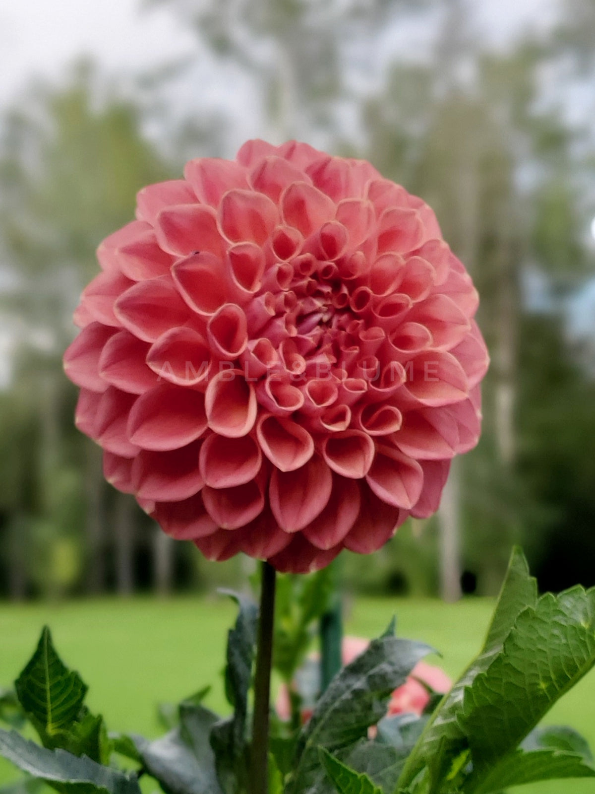 Dahlia BBG Juicy Fruit