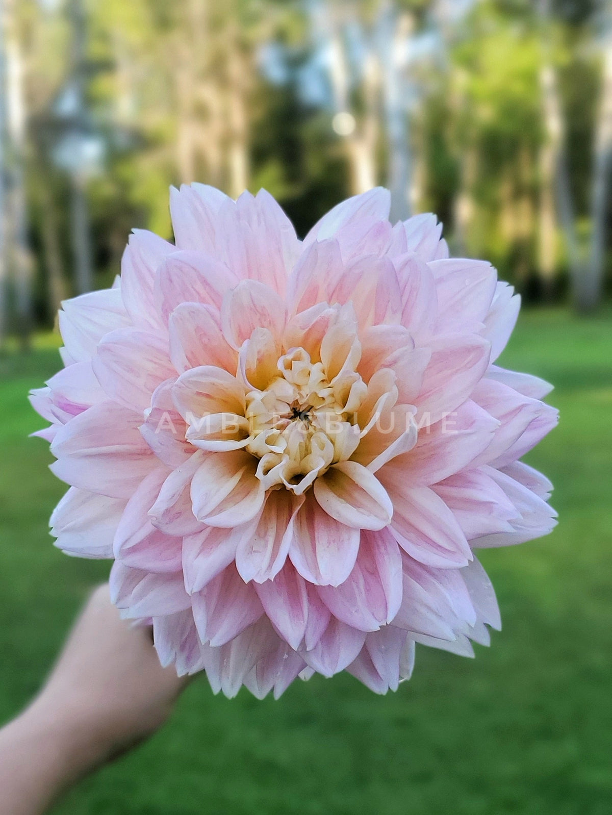Dahlia Hapet Dream Queen