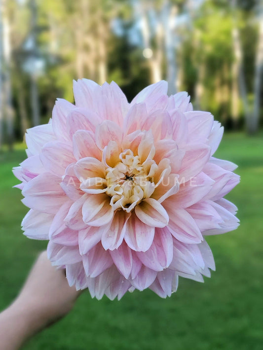 Dahlia Hapet Dream Queen