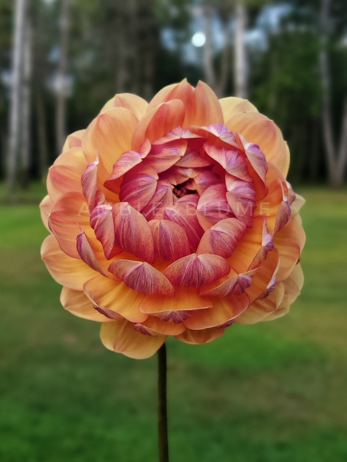 Dahlia Hollyhill Golden Glow