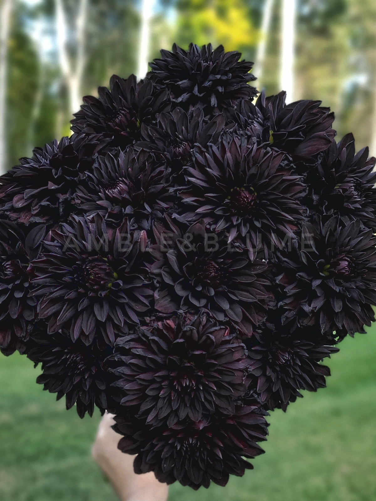 Dahlia Czarny Charakter