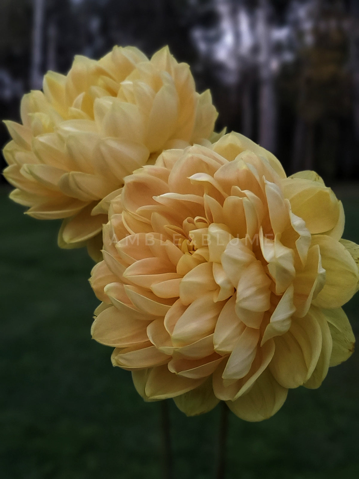 Dahlia Monet Glory