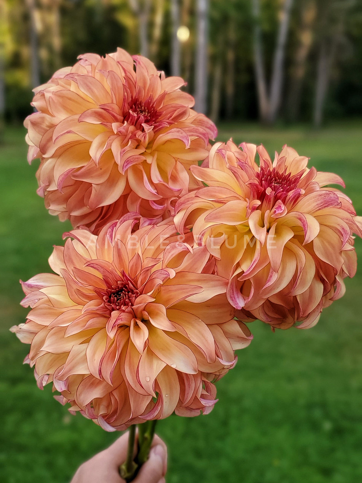 Dahlia Hapet Poesie