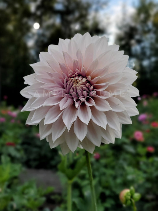 Dahlia Marryn's Mamawo & Popo