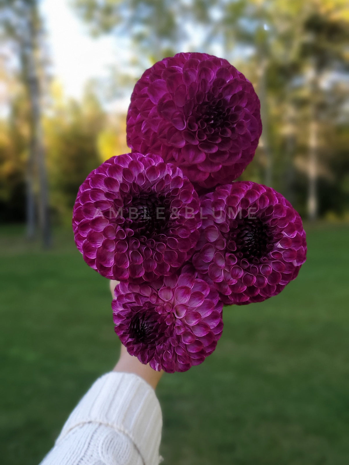 Dahlia Downham Peggy