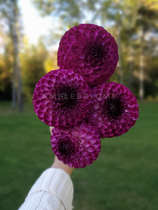 Dahlia Downham Peggy