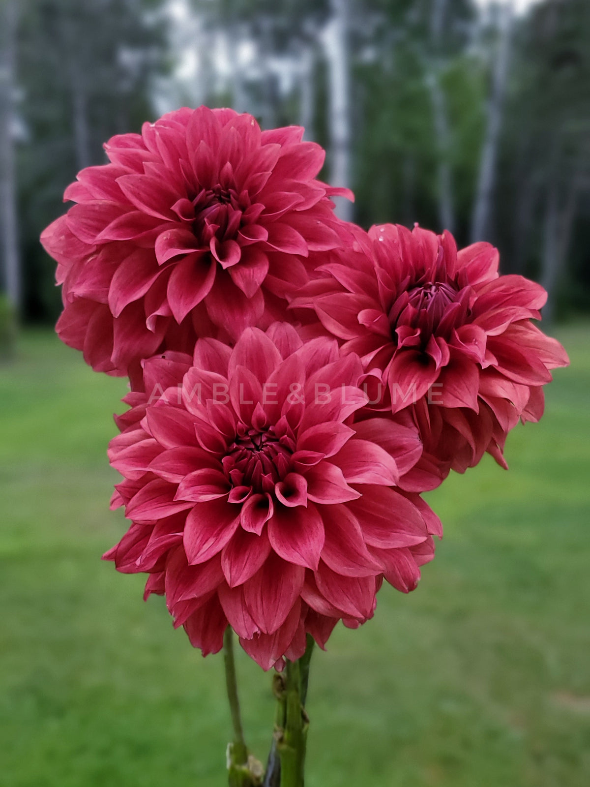 Dahlia Hapet Smokey