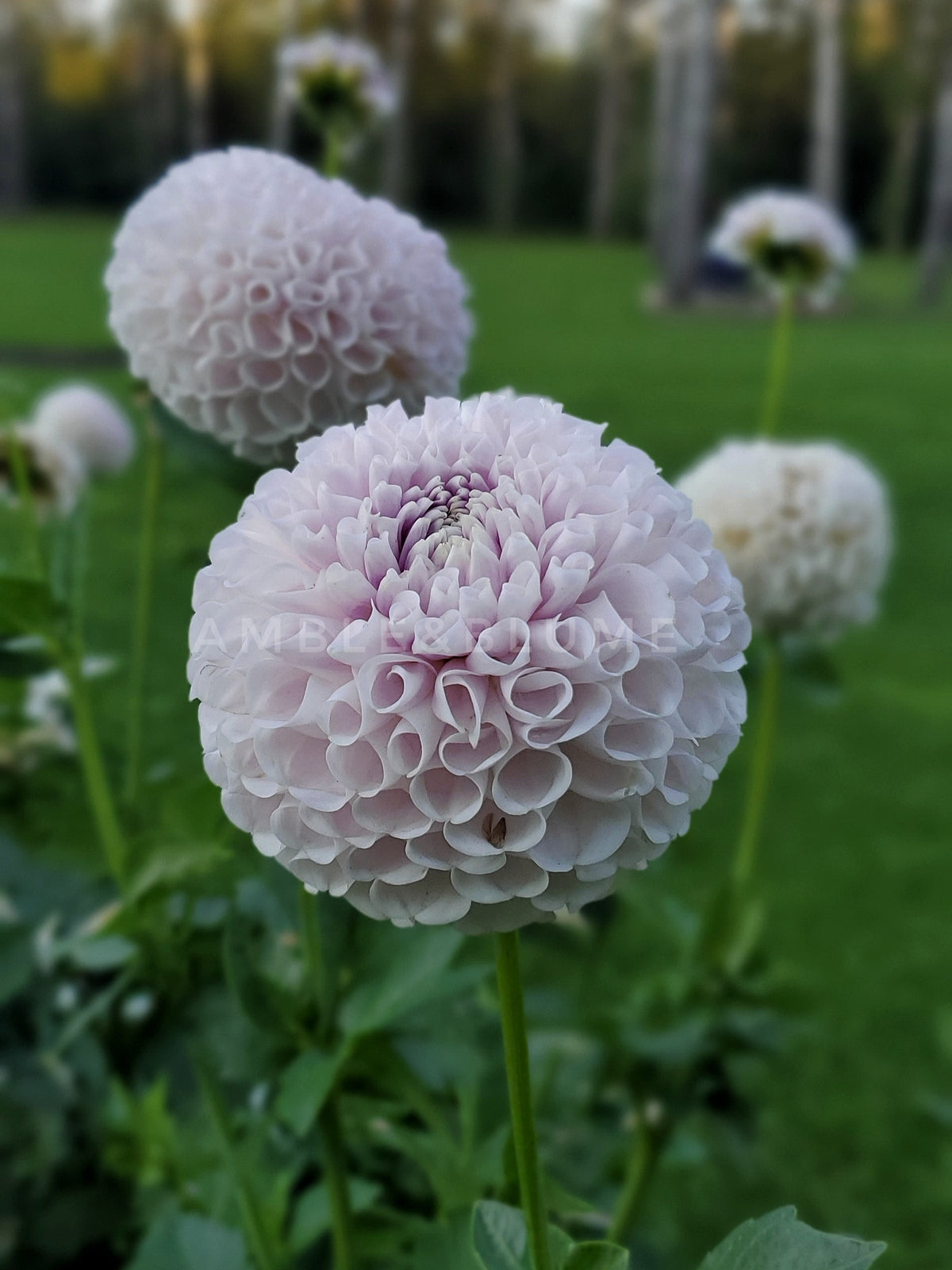 Dahlia Ms Beth