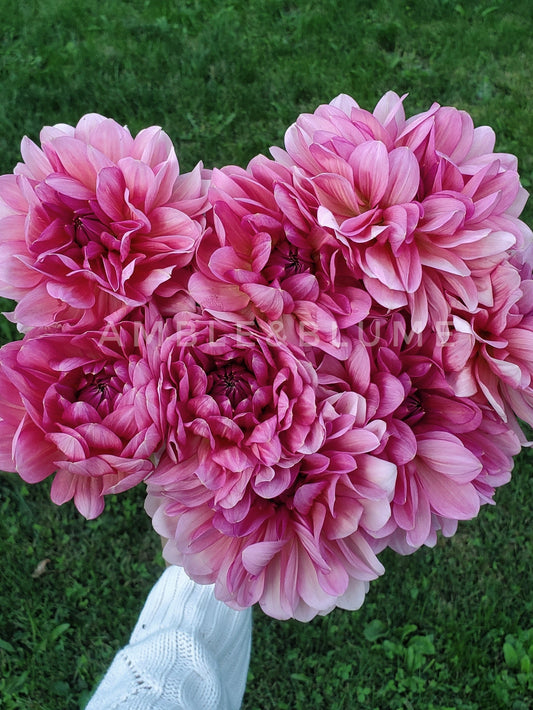 Dahlia Sourire de Crozon