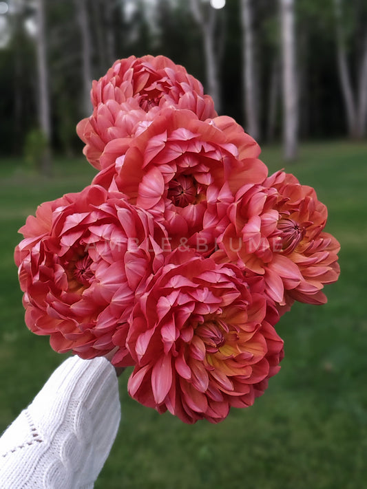 Dahlia Hollyhill Sophia Two