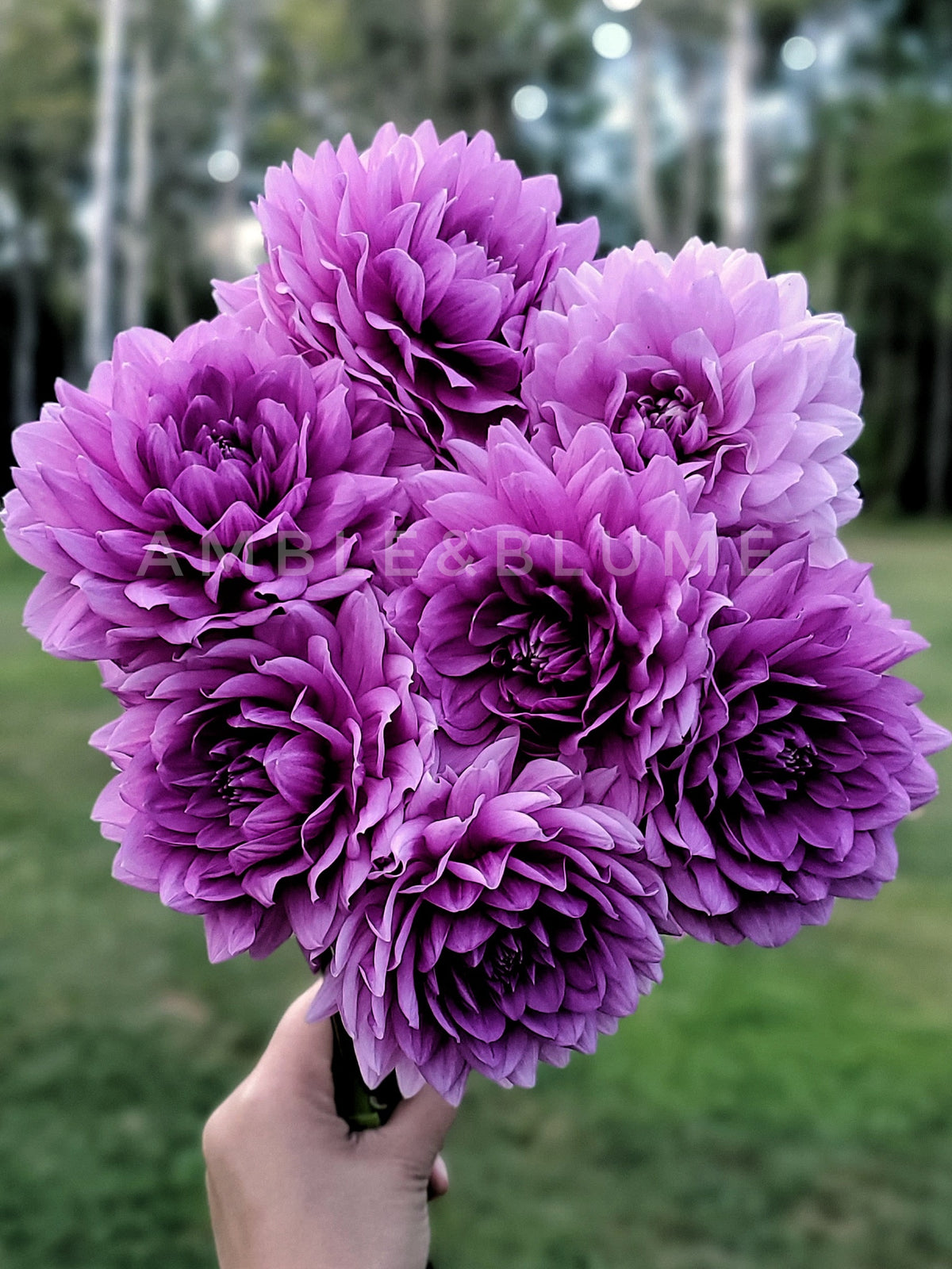 Dahlia Kari Blue