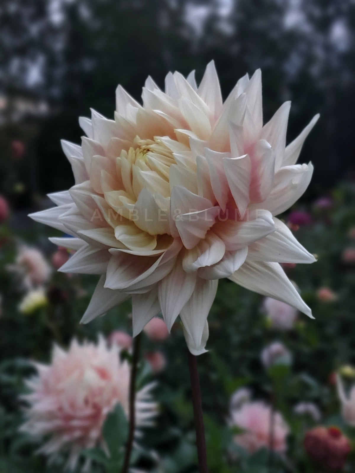 Dahlia Hollyhill Moonsong
