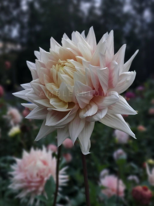 Dahlia Hollyhill Moonsong