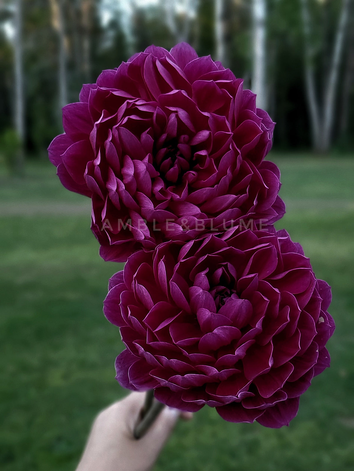 Dahlia Hollyhill Amethyst