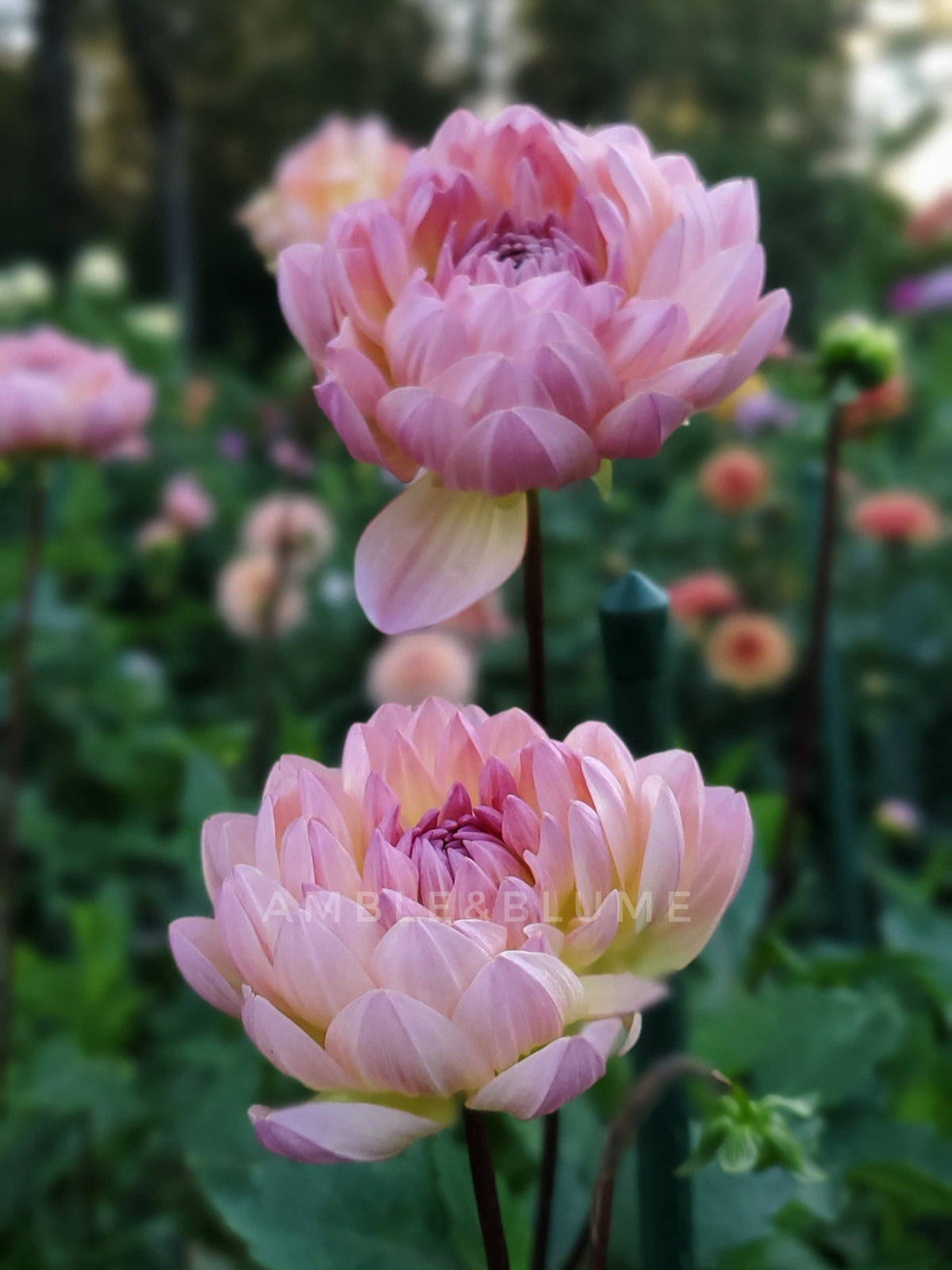Dahlia Sandia Bliss