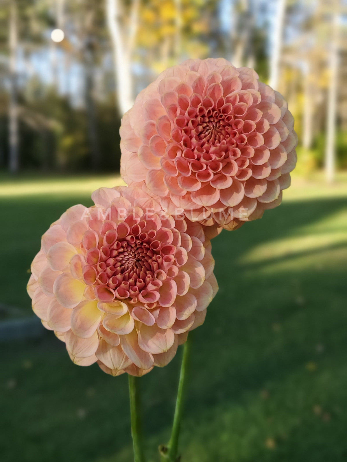 Dahlia 20th Ave Softer Peach