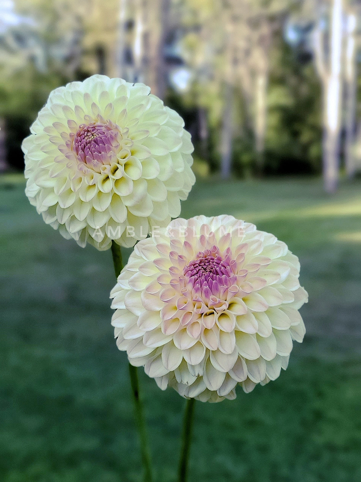 Dahlia Jaime's Lucky Number 7