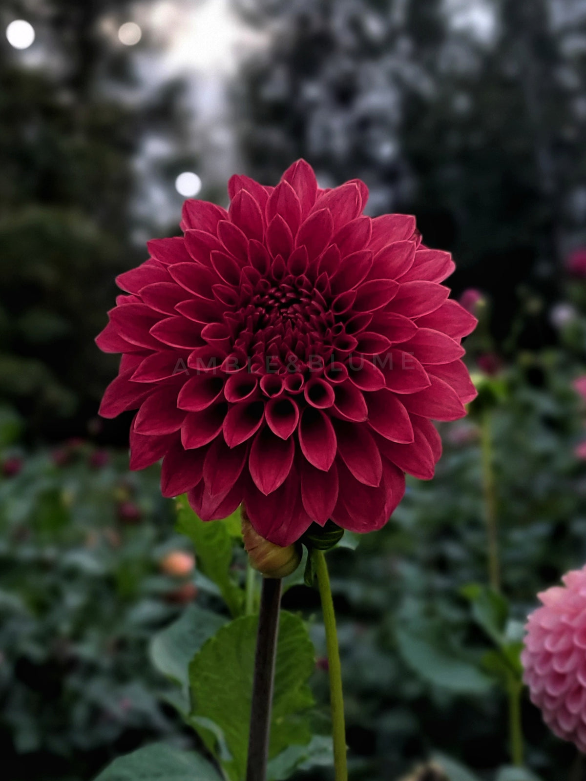 Dahlia Hy Beacon