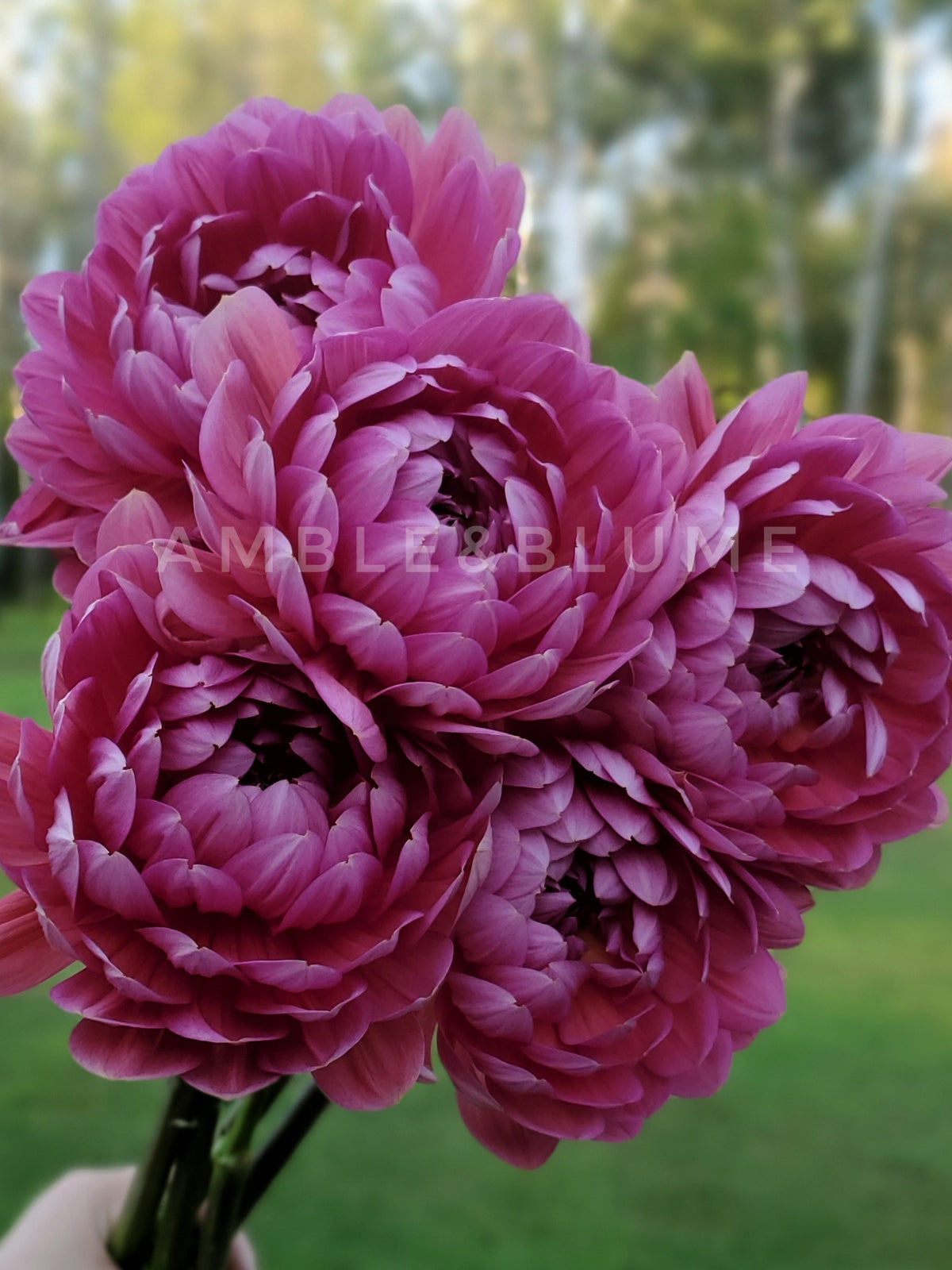 Dahlia Hollyhill Daydream
